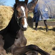 Dansk Varmblod Milano