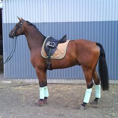 Hollandsk Varmblod Valentino