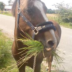 Welsh Pony (sec B) Estella