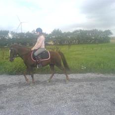 Welsh Pony (sec B) Estella