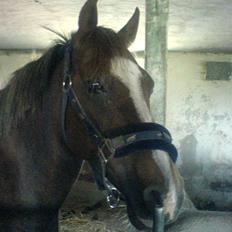 Welsh Pony (sec B) Estella