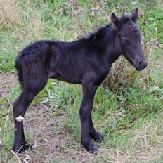 Anden særlig race Axelved's Unique