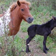 Anden særlig race Axelved's Unique