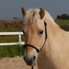 Fjordhest Lukas