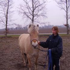 Fjordhest Lukas