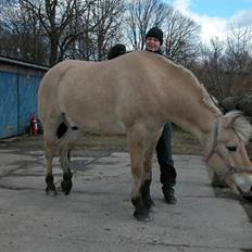 Fjordhest Lukas