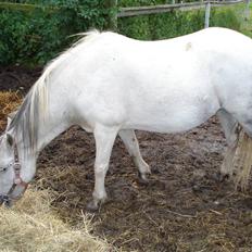 Pinto Amanda Toftekær  -solgt-