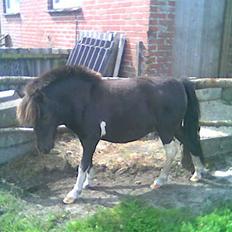 Shetlænder Gravgaard's Sokke