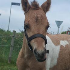 Anden særlig race Prince Punto Pantani 