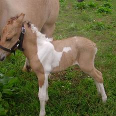 Anden særlig race Prince Punto Pantani 