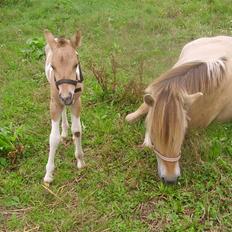 Anden særlig race Prince Punto Pantani 