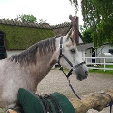 Arabisk fuldblod (OX) Bonanza