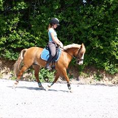 Anden særlig race Mr.Latino  **B-pony** solgt