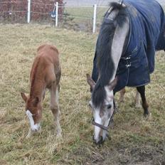 Anden særlig race Miss Breeze