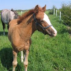 Anden særlig race Miss Breeze
