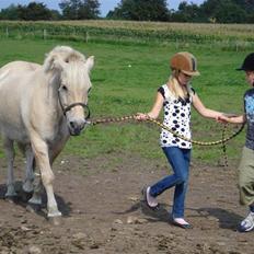 Fjordhest Bamse Solgt april 09