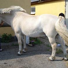 Fjordhest Bamse Solgt april 09