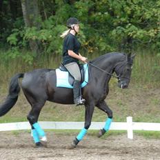 Anden særlig race Troldhøjs Cheval