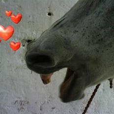 Anden særlig race Emil