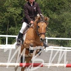 Anden særlig race Safir(Du er i mit hjert 