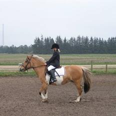 Anden særlig race Safir(Du er i mit hjert 