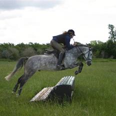 New Forest Firfod Filejs - Solgt