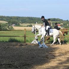 Anden særlig race Andrea