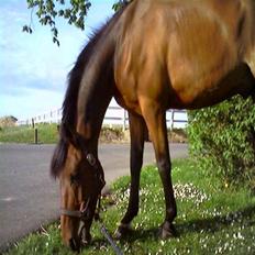 Hollandsk Sportspony Obelix