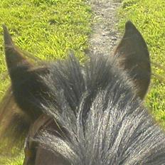 Hollandsk Sportspony Obelix