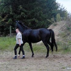 Anden særlig race Bajerbækgårdens Buick 
