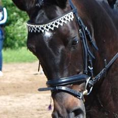 DSP Lykkehøjs Catch Mee