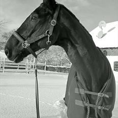 Trakehner Knobelsdorff