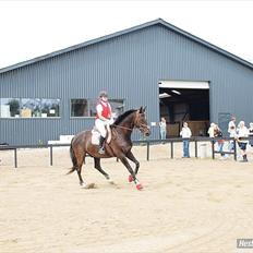 Trakehner Knobelsdorff