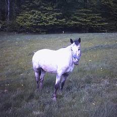 Knabstrupper Freja / Shiva