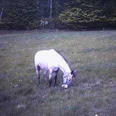 Knabstrupper Freja / Shiva