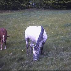 Knabstrupper Freja / Shiva