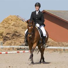 Tysk Sportspony Darling 179 solgt:'S