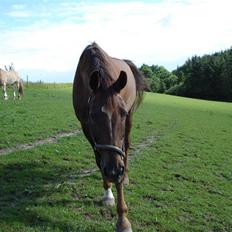 Svensk Varmblod Larkando Monet