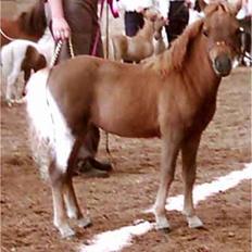 Dansk Miniature Egehøj`s Sweet Pumpkin