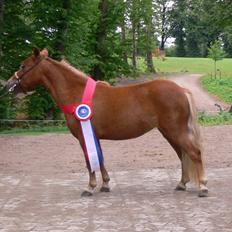 Dansk Miniature Egehøj`s Sweet Pumpkin