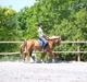 Anden særlig race Mr.Latino  **B-pony** solgt