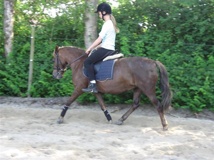 Dartmoor Sille - Trav igen <3 billede 19