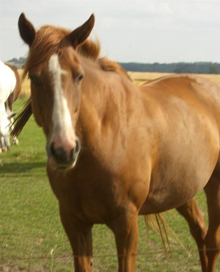 Traver Fontikki Solgt billede 13