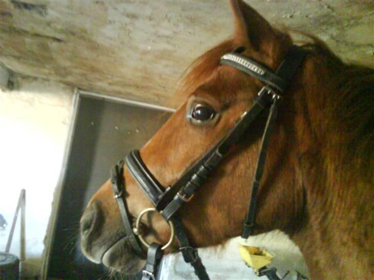 Anden særlig race Ahorns kira <3 *SOLGT* - inden vi skulle ud og ride hehe :D  billede 2