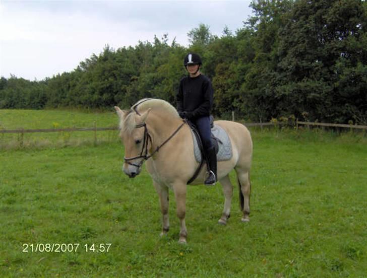 Fjordhest Bølle Bob solgt - dem igen :) <3 Savner dig :´( <3 billede 19