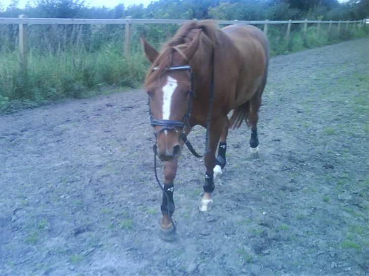 Anden særlig race Ahorns kira <3 *SOLGT* - elsker dig pony (L  billede 3