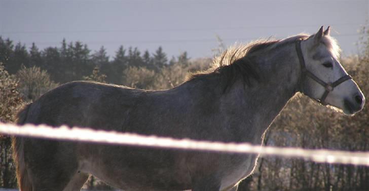 Connemara Maalings Mirabel - rigtig gammelt. billede 2