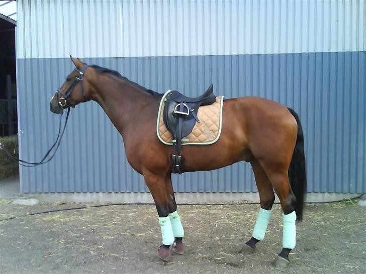 Hollandsk Varmblod Valentino billede 2