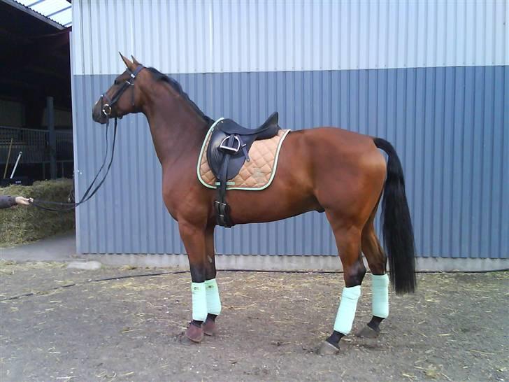 Hollandsk Varmblod Valentino billede 3
