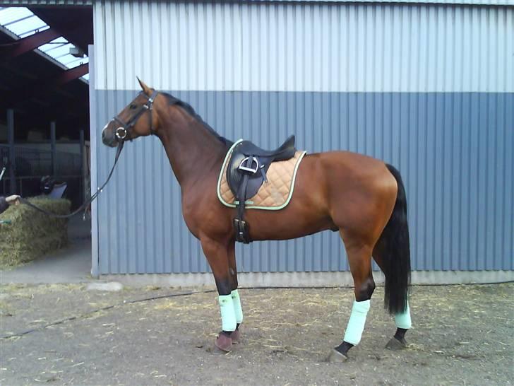 Hollandsk Varmblod Valentino billede 4